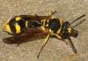 Eumenes subpomiformis